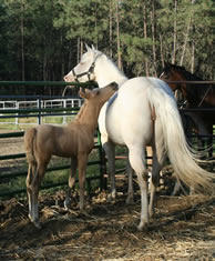 Palomino Arabian filly, Cremello mare