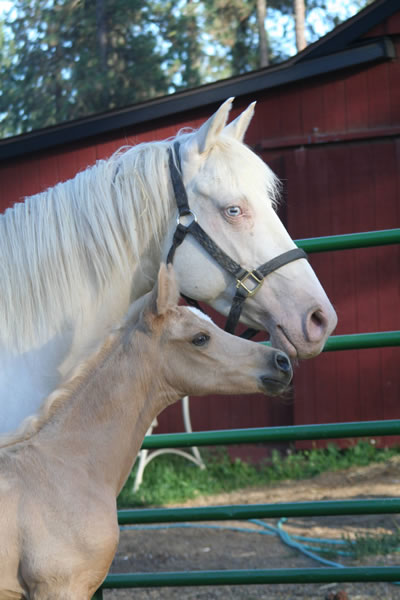 Palomino Arabian filly, cremello paint mare 