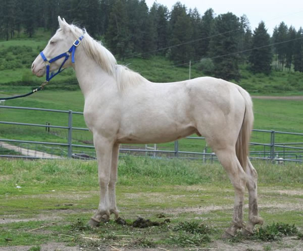 Cremello Arabian stallion